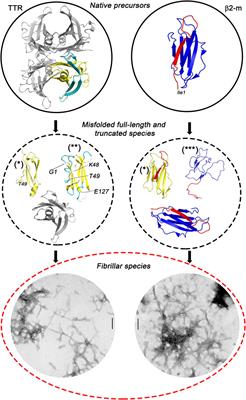 Amyloid Formation by Globular Proteins: The Need to Narrow the Gap Between in Vitro and in Vivo Mechanisms